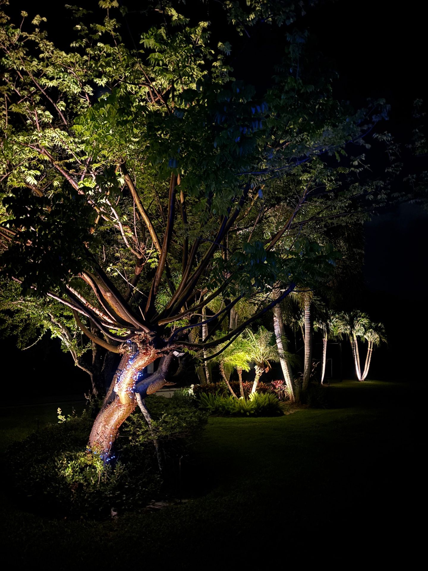 Boca Raton tree uplighting with custom landscape lighting for luxury homes